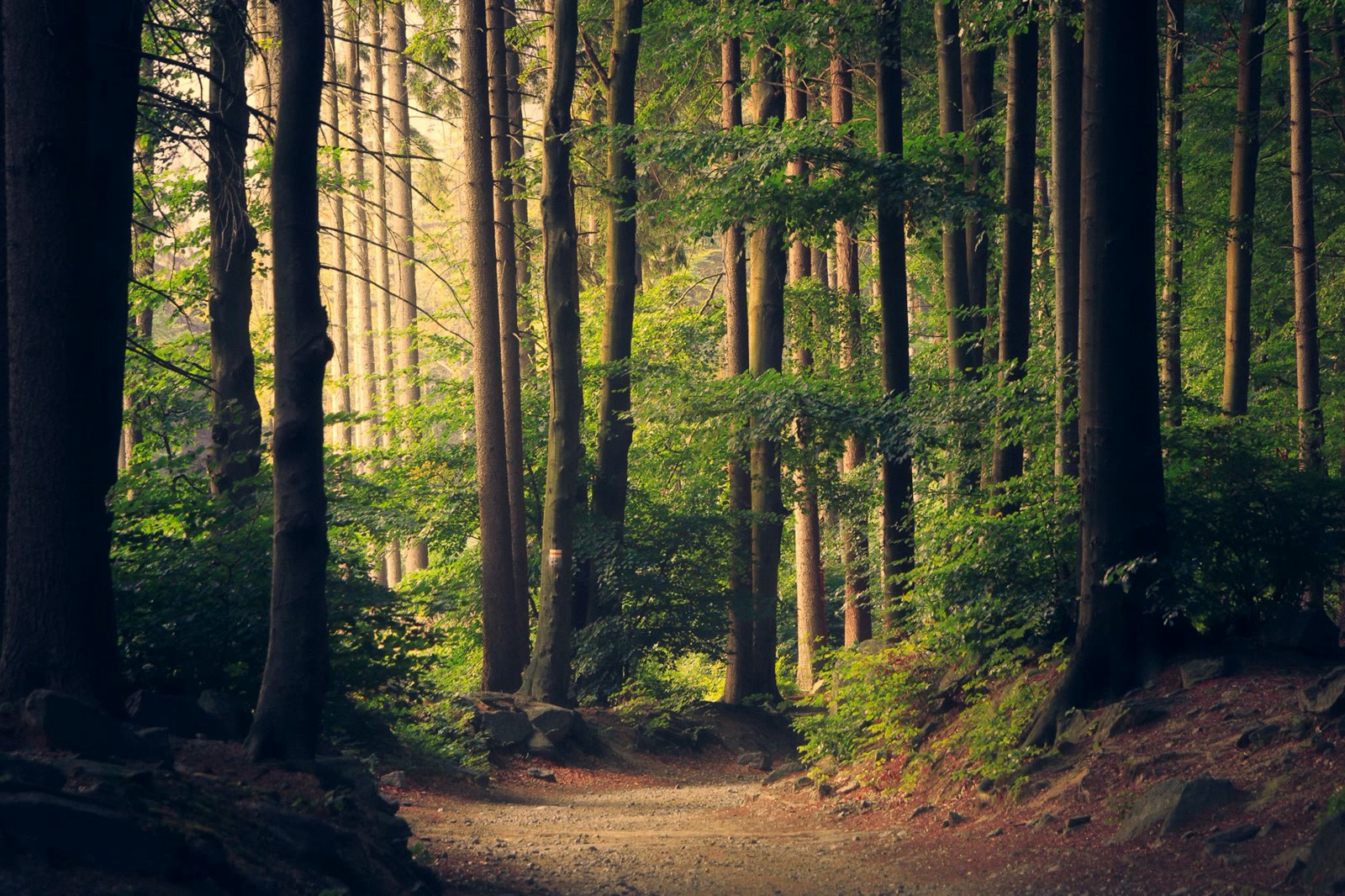 Forest canopy light over green plantation