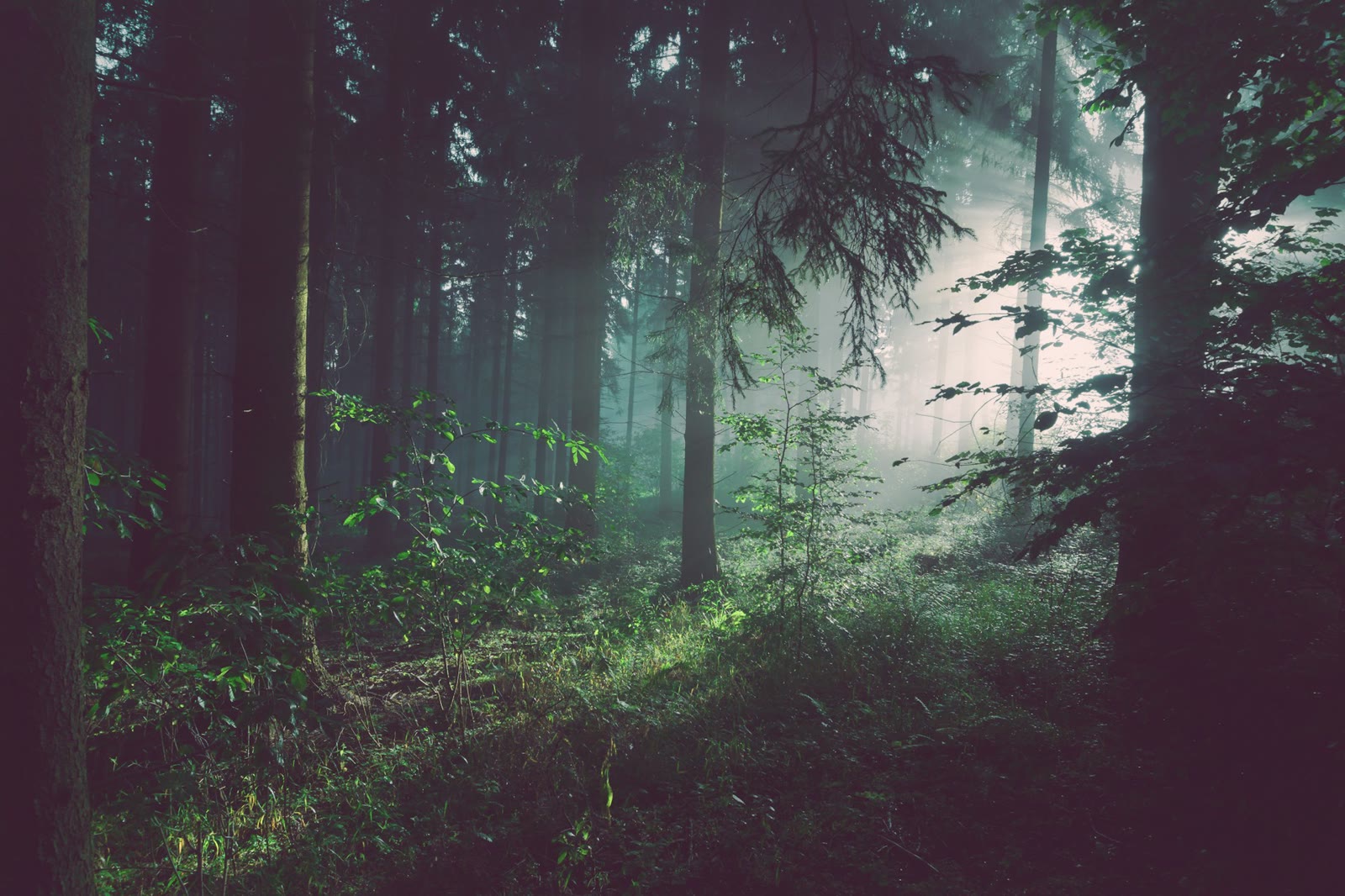 Lush green plantation landscape